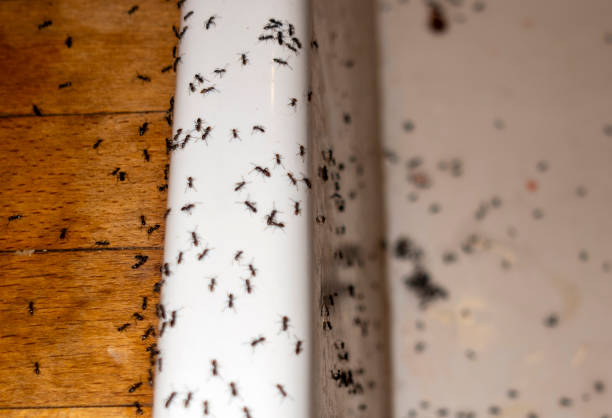 Best Ant Control Services  in Terville, WA