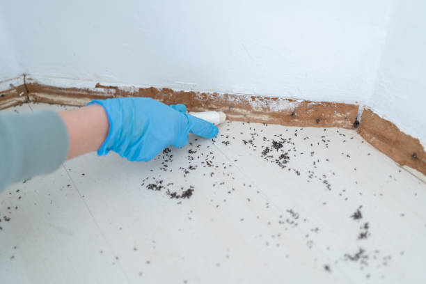 Best Pest Inspection Near Me  in Terville, WA
